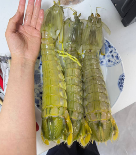 jumbo Mantis Shrimp Live Seafood Shipped with Oxygen Packs photo review